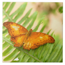Crusier butterfly