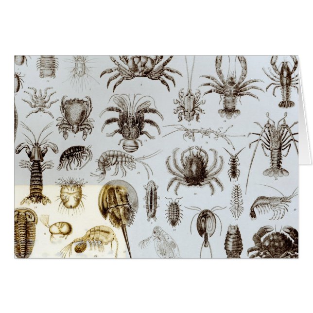 Crustacea and Arachnida (Front Horizontal)