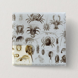 Crustacea and Arachnida 15 Cm Square Badge