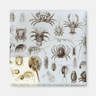 Crustacea and Arachnida Magnet