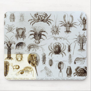 Crustacea and Arachnida Mouse Pad