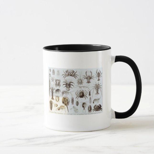 Crustacea and Arachnida Mug (Right)