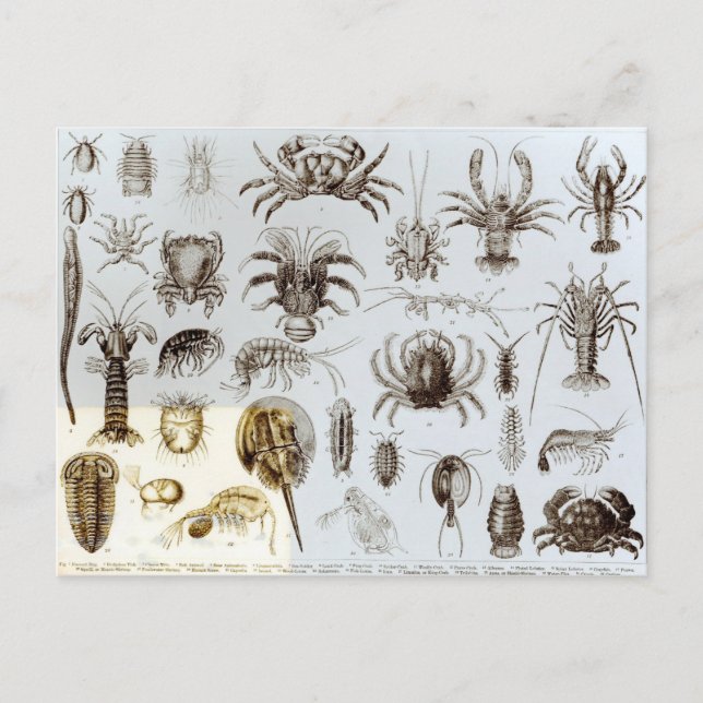 Crustacea and Arachnida Postcard (Front)