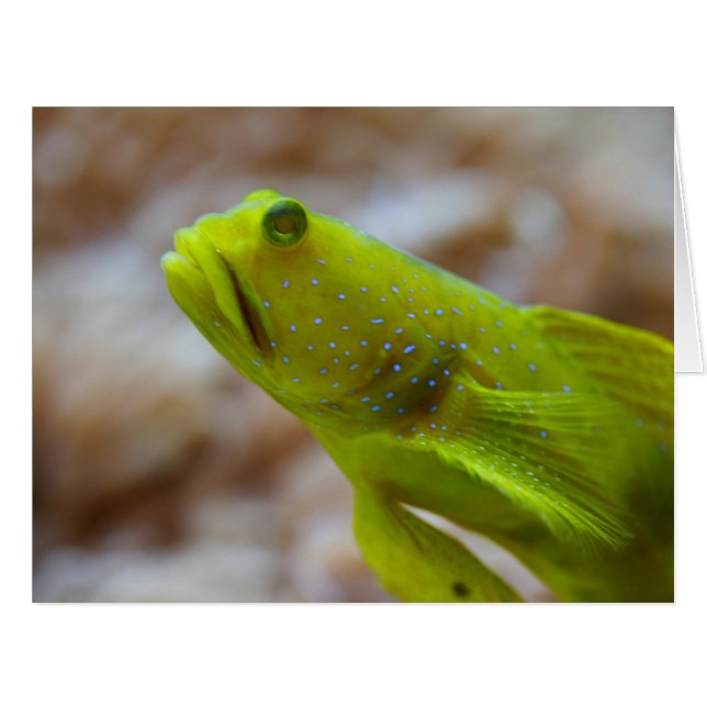 Cryptocentrus cinctus (Front Horizontal)