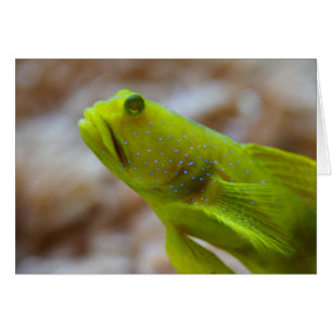 Cryptocentrus cinctus