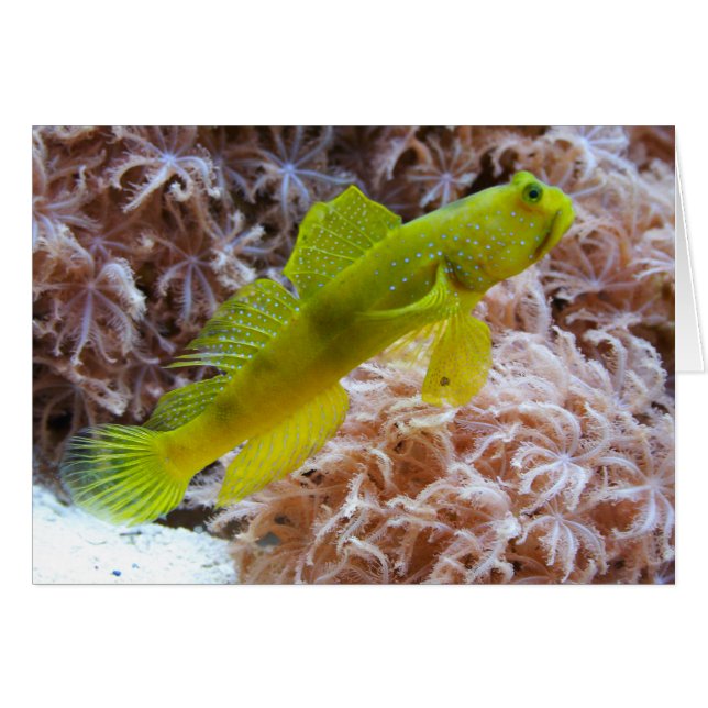 Cryptocentrus cinctus (Front Horizontal)