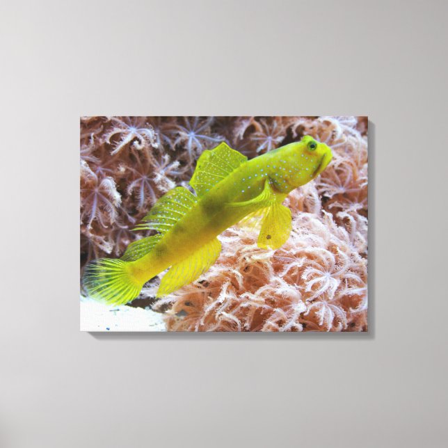 Cryptocentrus cinctus canvas print (Front)