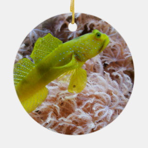 Cryptocentrus cinctus ceramic tree decoration
