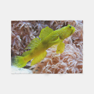 Cryptocentrus cinctus fleece blanket