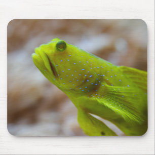 Cryptocentrus cinctus mouse pad