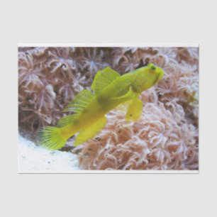 Cryptocentrus cinctus tissue paper
