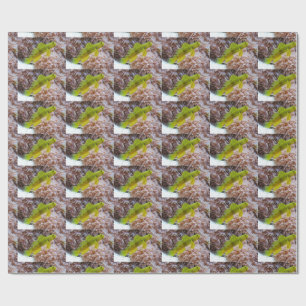 Cryptocentrus cinctus wrapping paper