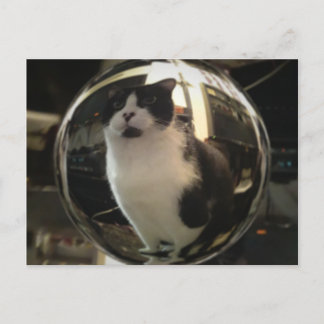 Crystal Cat Postcard