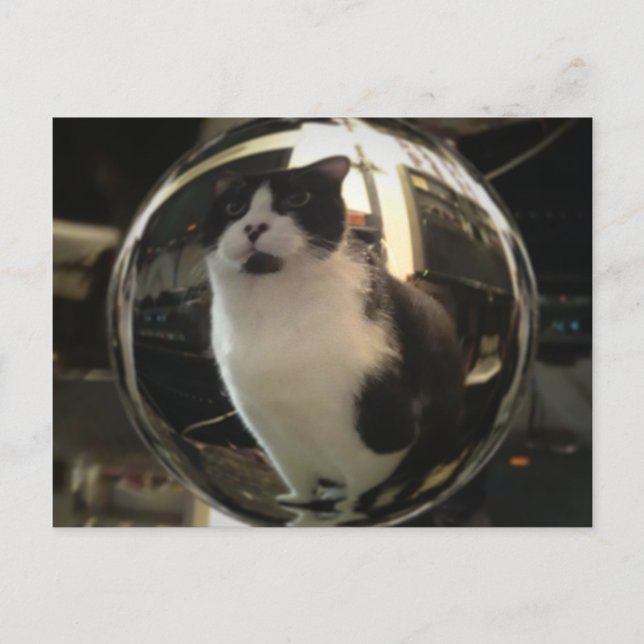 Crystal Cat Postcard (Front)