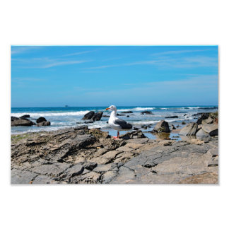 Crystal Cove State Park Photo Print