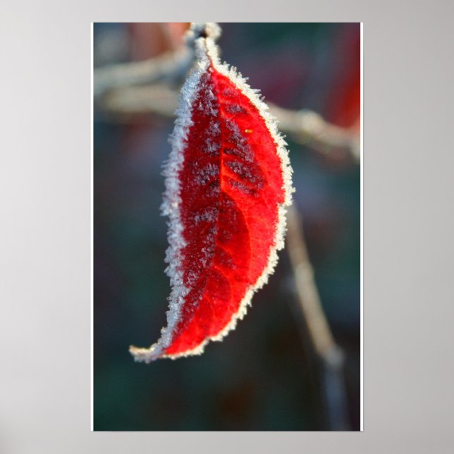 Crystal Lined Frost Covered Red Leaf Foliage Poster (Front)
