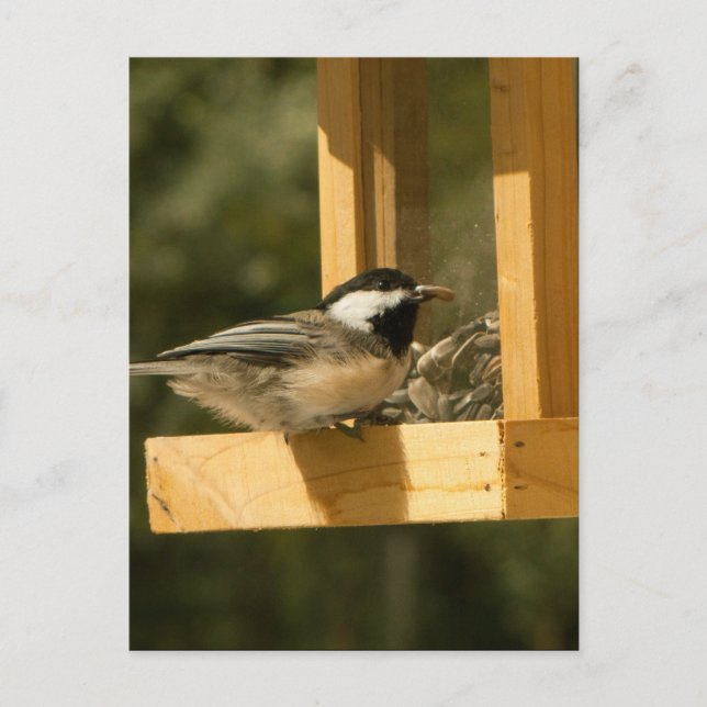 CSNA Chickadee Snacktime Postcard (Front)