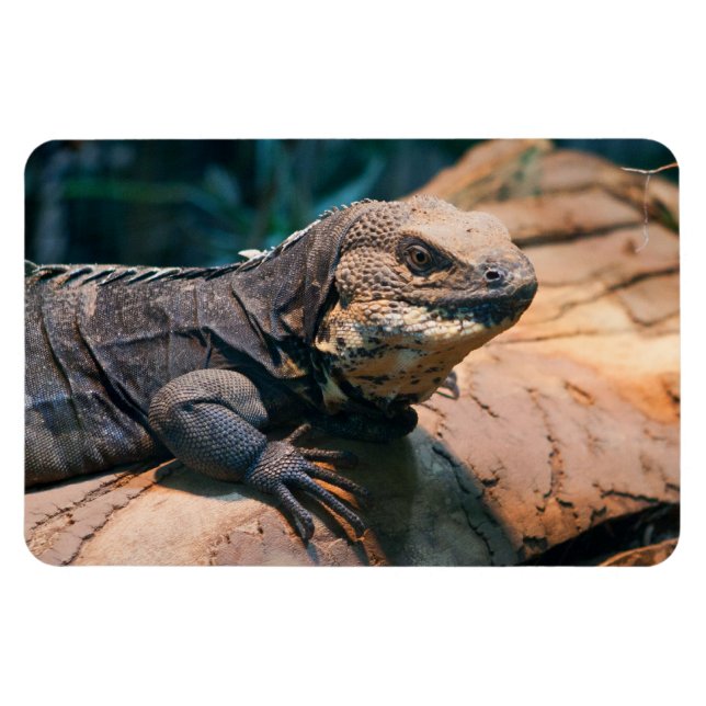 Ctenosaura melanosterna magnet (Horizontal)