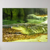 Cuban crocodile