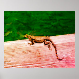 Cuban curlytail lizard acrylic print
