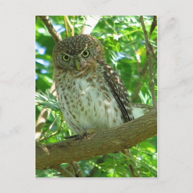 Cuban Pygmy-owl Postcard (Front)