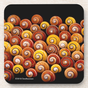 Cuban Tree Snails Coaster