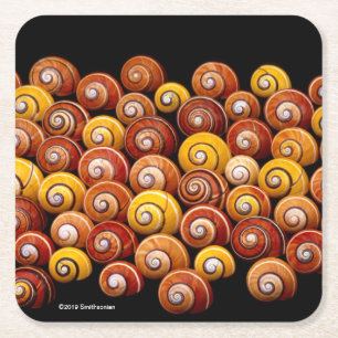 Cuban Tree Snails Square Paper Coaster