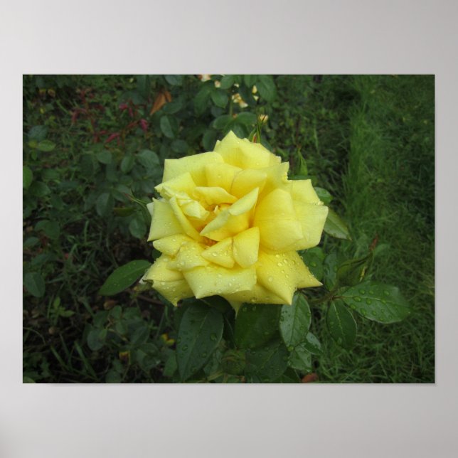 Cubist Rose Poster (Front)