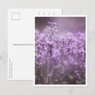 Cuckoo Flower Nature Photo Postcard