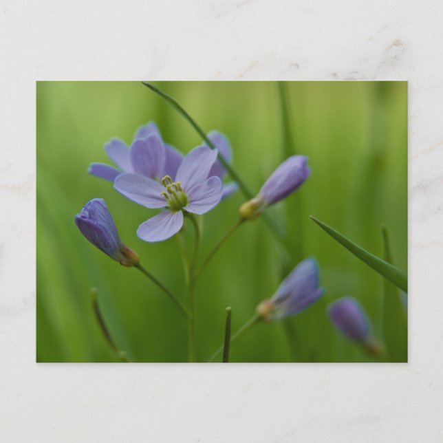 Cuckoo Flower Postcard (Front)