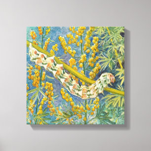 Cucullia Absinthii Wormwood Caterpillar Canvas Print