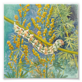 Cucullia Absinthii Wormwood Caterpillar Photo Print