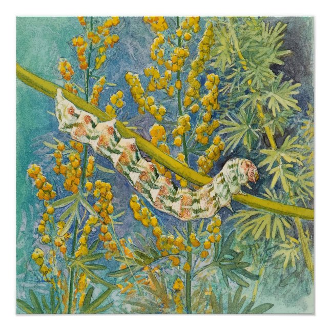 Cucullia Absinthii Wormwood Caterpillar  Poster (Front)