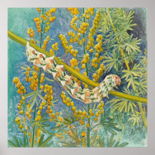 Cucullia Absinthii Wormwood Caterpillar Poster