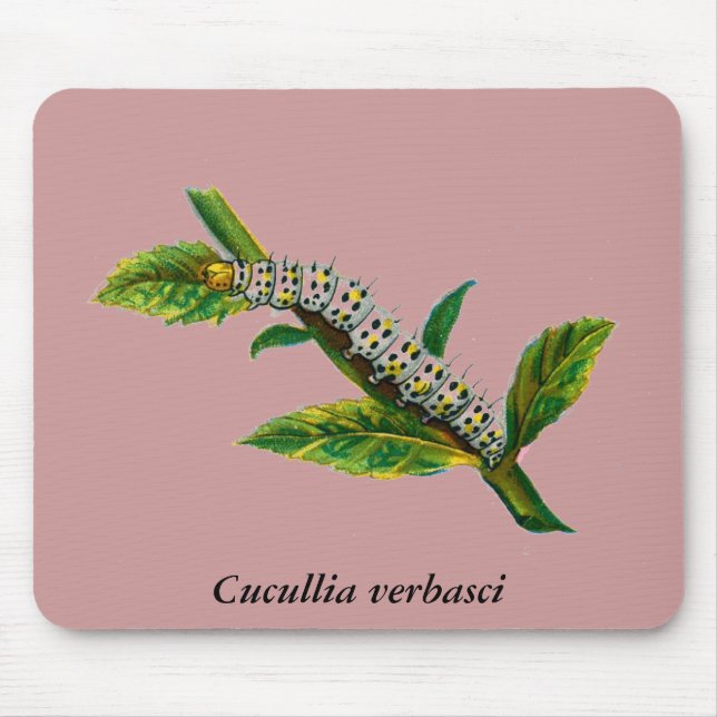 Cucullia verbasci caterpillar mouse pad (Front)