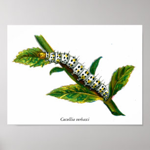 Cucullia verbasci caterpillar poster