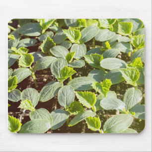 Cucumber Seedlings Mouse Pad