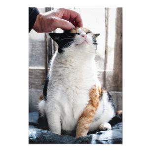 Cuddles Photo Print