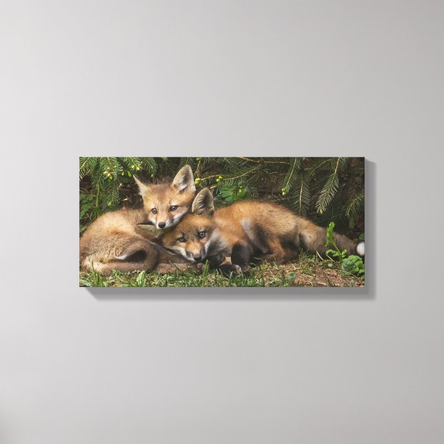 Cuddling Fox Kits  Canvas Print (Front)