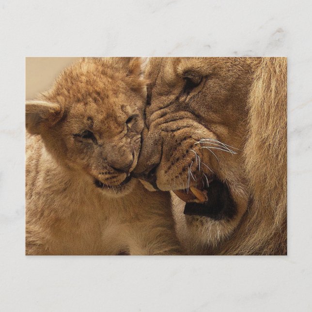 Cuddling lions postcard (Front)