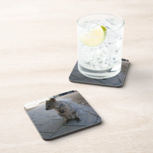 Cuddly Australian Quokka,  Coaster