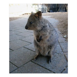 Cuddly Australian Quokka,  Photo Print