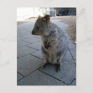 Cuddly Australian Quokka,  Postcard