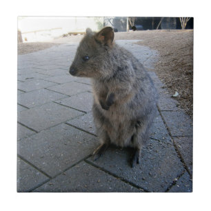 Cuddly Australian Quokka,  Tile