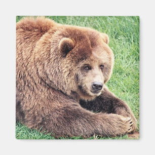 Cuddly Brown Bear Photograph Magnet