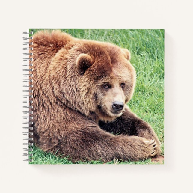 Cuddly Brown Bear Photograph Notebook (Front)