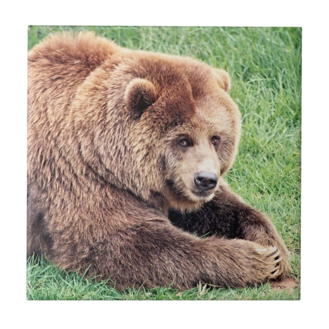 Cuddly Brown Bear Photograph Tile (Front)