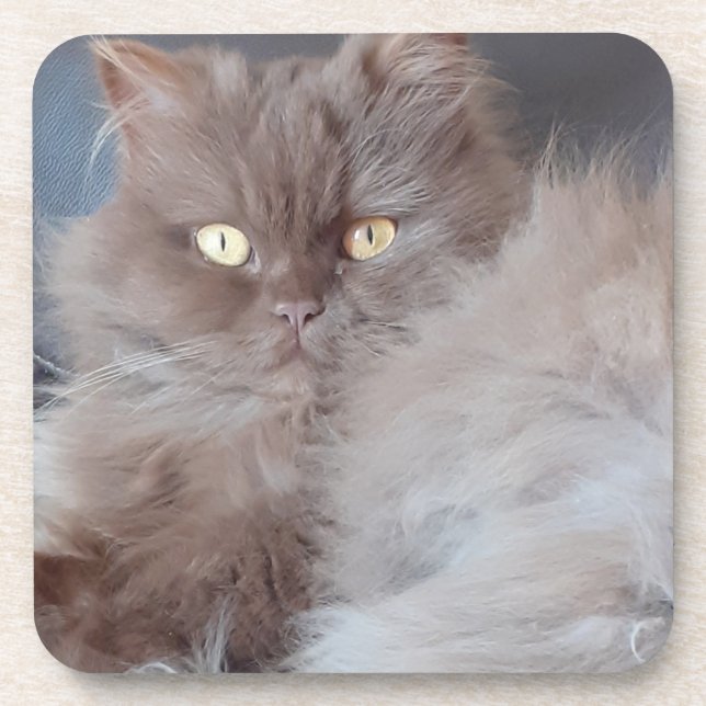 Cuddly Cat Hard Plastic Coaster (Front)