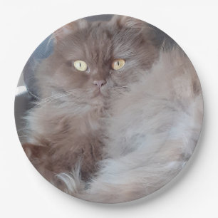 Cuddly Cat  Paper Plate