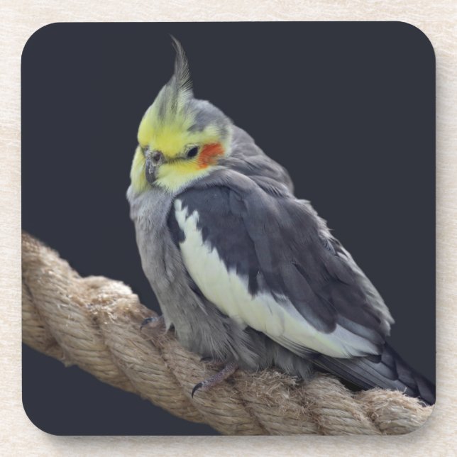 Cuddly Cockatiel Coaster Set (Front)